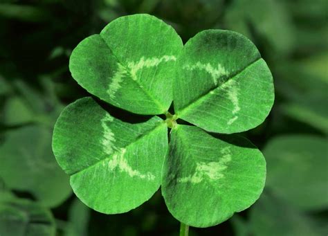 3 leaf of a clover.